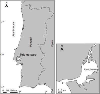 Ecoengineering Solutions for the Impairment of Spreading and Growth of Invasive Spartina patens in Mediterranean Salt Marshes